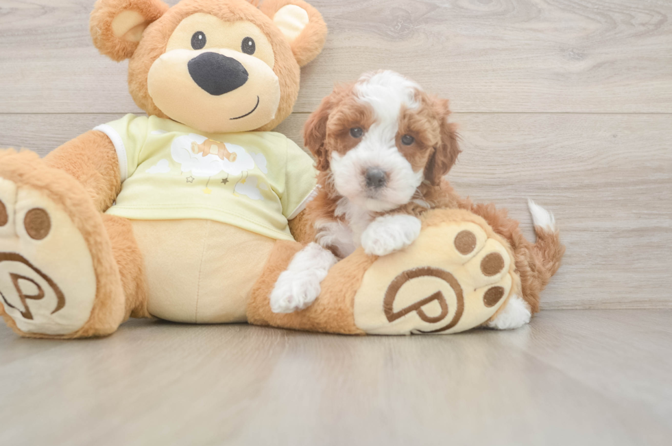 6 week old Mini Irish Doodle Puppy For Sale - Lone Star Pups