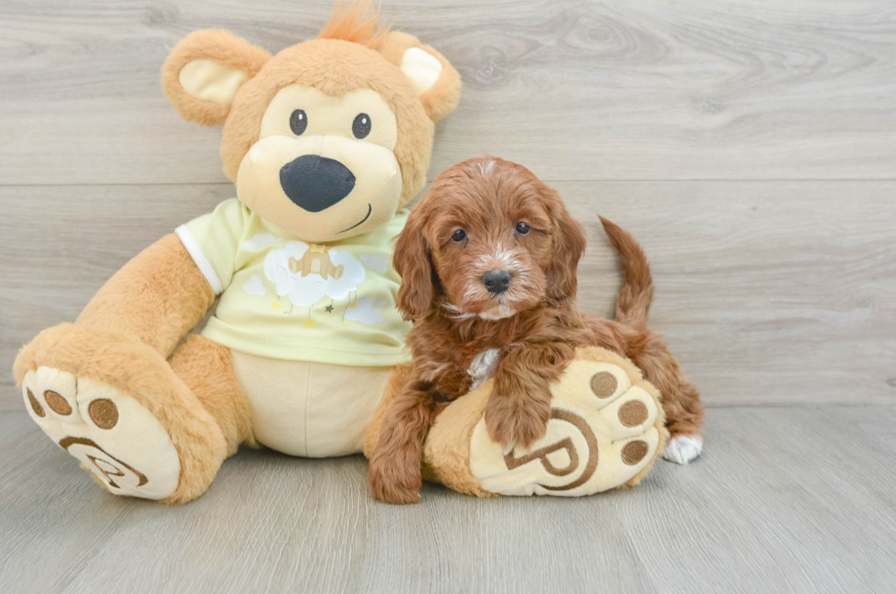 5 week old Mini Irish Doodle Puppy For Sale - Lone Star Pups