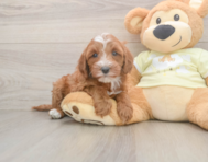 5 week old Mini Irish Doodle Puppy For Sale - Lone Star Pups