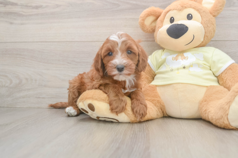 6 week old Mini Irish Doodle Puppy For Sale - Lone Star Pups