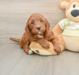 5 week old Mini Irish Doodle Puppy For Sale - Lone Star Pups