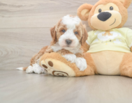 5 week old Mini Irish Doodle Puppy For Sale - Lone Star Pups