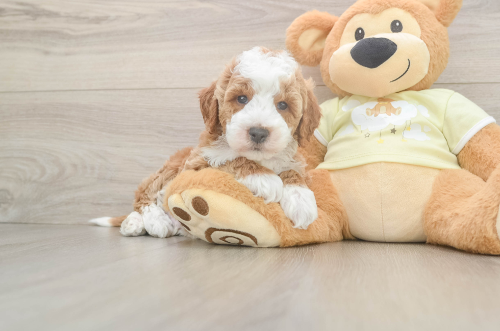 6 week old Mini Irish Doodle Puppy For Sale - Lone Star Pups