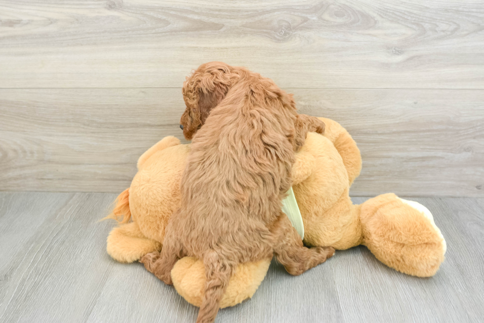 Little Mini Irishdoodle Poodle Mix Puppy