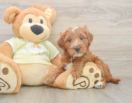 5 week old Mini Irish Doodle Puppy For Sale - Lone Star Pups