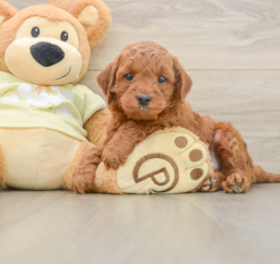 5 week old Mini Irish Doodle Puppy For Sale - Lone Star Pups