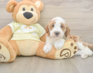 5 week old Mini Irish Doodle Puppy For Sale - Lone Star Pups