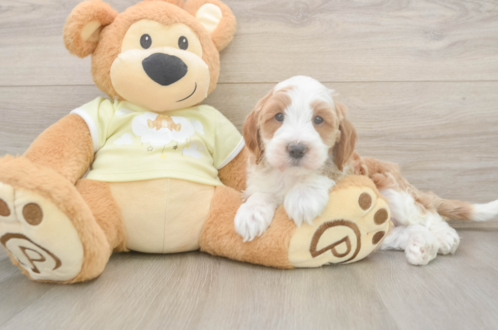 6 week old Mini Irish Doodle Puppy For Sale - Lone Star Pups