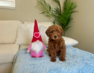 10 week old Mini Irish Doodle Puppy For Sale - Lone Star Pups