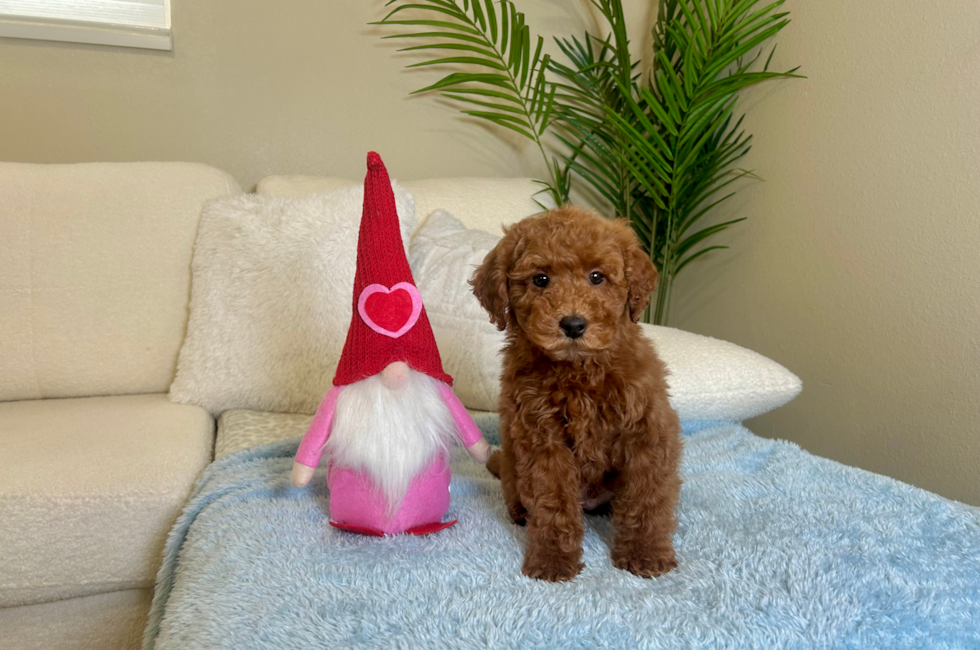 10 week old Mini Irish Doodle Puppy For Sale - Lone Star Pups