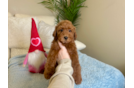 Little Mini Irishdoodle Poodle Mix Puppy