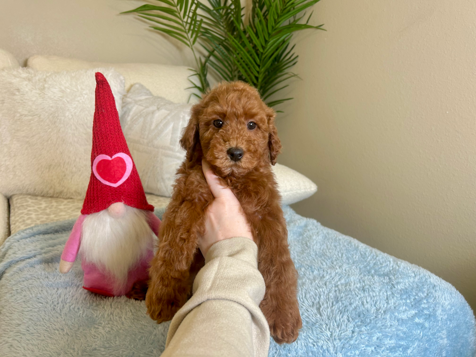 Little Mini Irishdoodle Poodle Mix Puppy