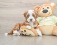 6 week old Mini Irish Doodle Puppy For Sale - Lone Star Pups