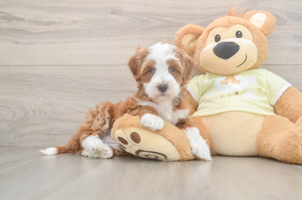 6 week old Mini Irish Doodle Puppy For Sale - Lone Star Pups