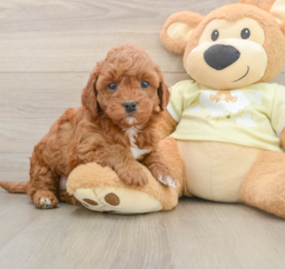 5 week old Mini Irish Doodle Puppy For Sale - Lone Star Pups