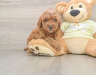 6 week old Mini Irish Doodle Puppy For Sale - Lone Star Pups