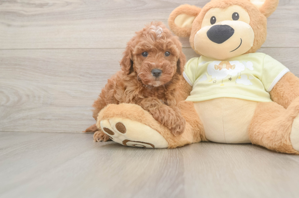 6 week old Mini Irish Doodle Puppy For Sale - Lone Star Pups