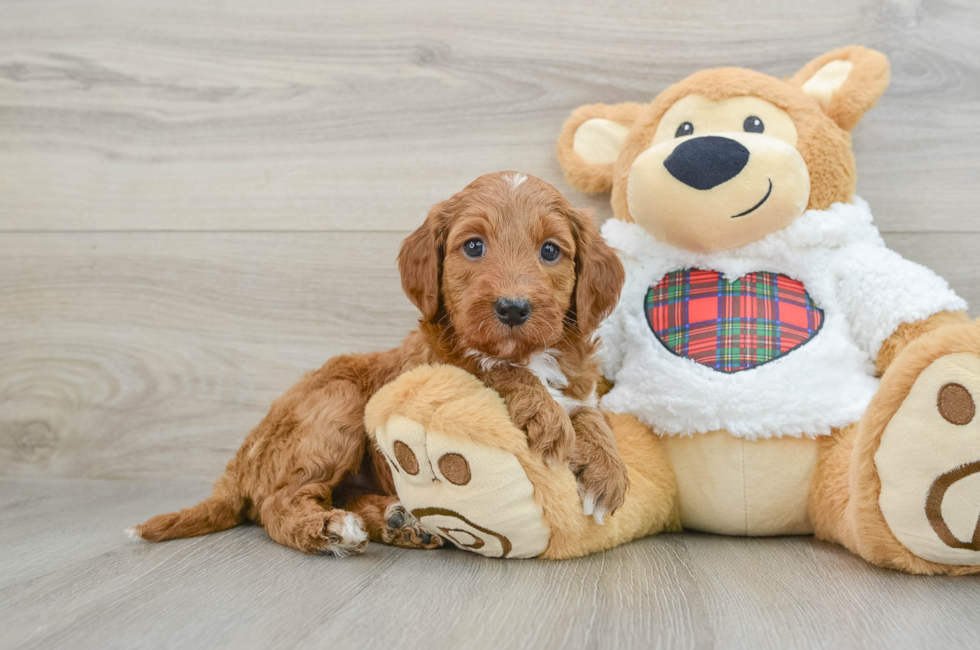 5 week old Mini Irish Doodle Puppy For Sale - Lone Star Pups