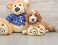 5 week old Mini Irish Doodle Puppy For Sale - Lone Star Pups