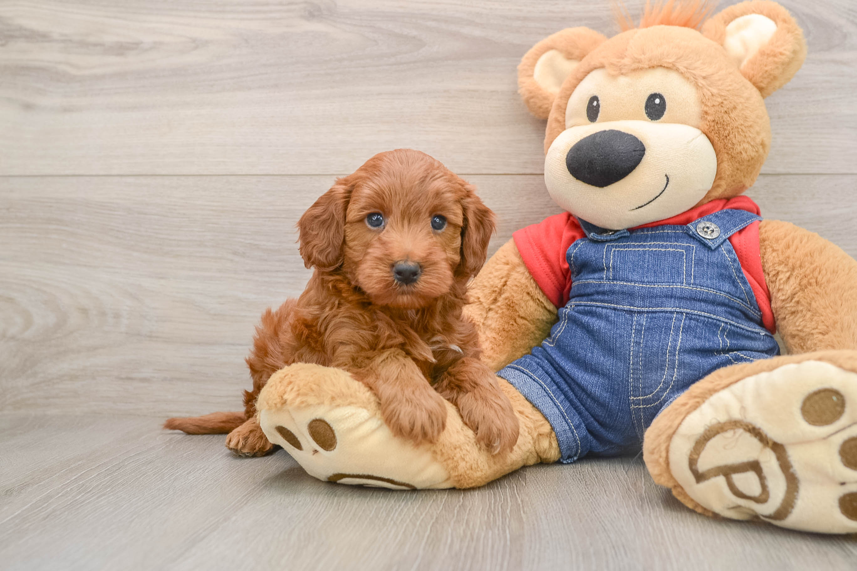 Mini Irish Doodle Pup Being Cute