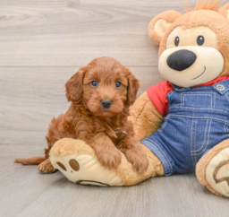 5 week old Mini Irish Doodle Puppy For Sale - Lone Star Pups