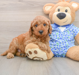 6 week old Mini Irish Doodle Puppy For Sale - Lone Star Pups