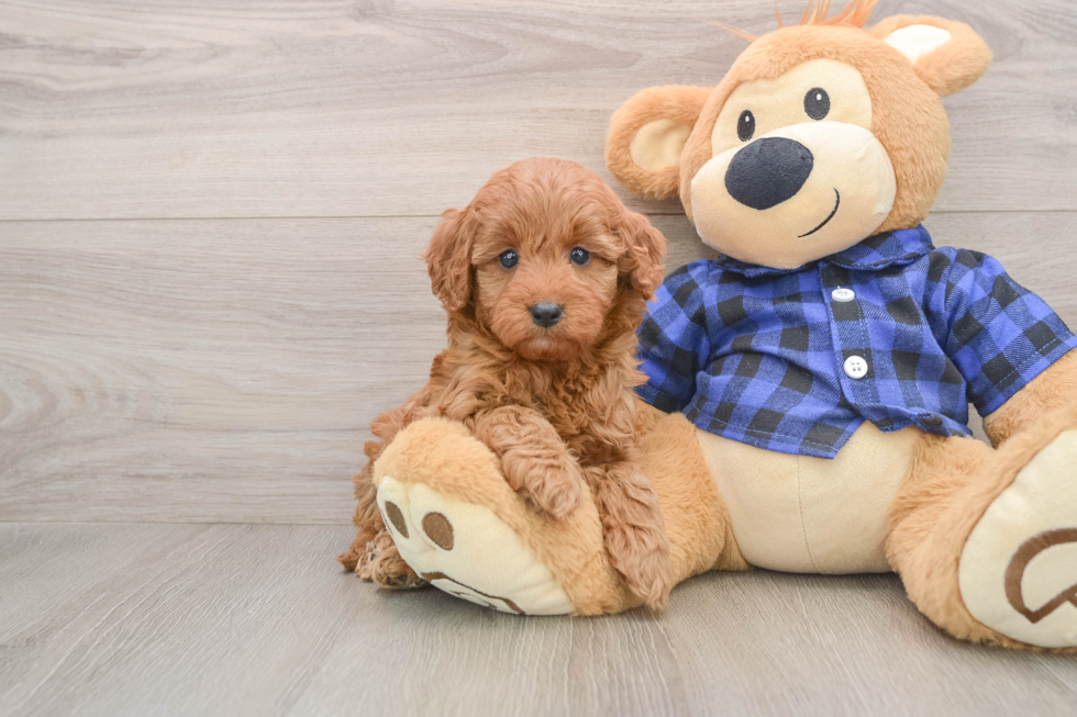 Hypoallergenic Setterdoodle Poodle Mix Puppy