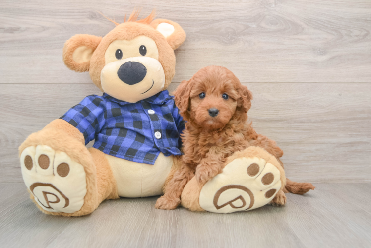 Smart Mini Irish Doodle Poodle Mix Pup