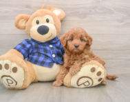 6 week old Mini Irish Doodle Puppy For Sale - Lone Star Pups