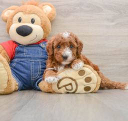 5 week old Mini Irish Doodle Puppy For Sale - Lone Star Pups
