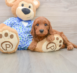 8 week old Mini Irish Doodle Puppy For Sale - Lone Star Pups
