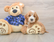 6 week old Mini Irish Doodle Puppy For Sale - Lone Star Pups