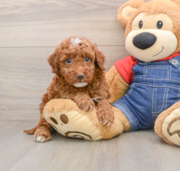 5 week old Mini Irish Doodle Puppy For Sale - Lone Star Pups