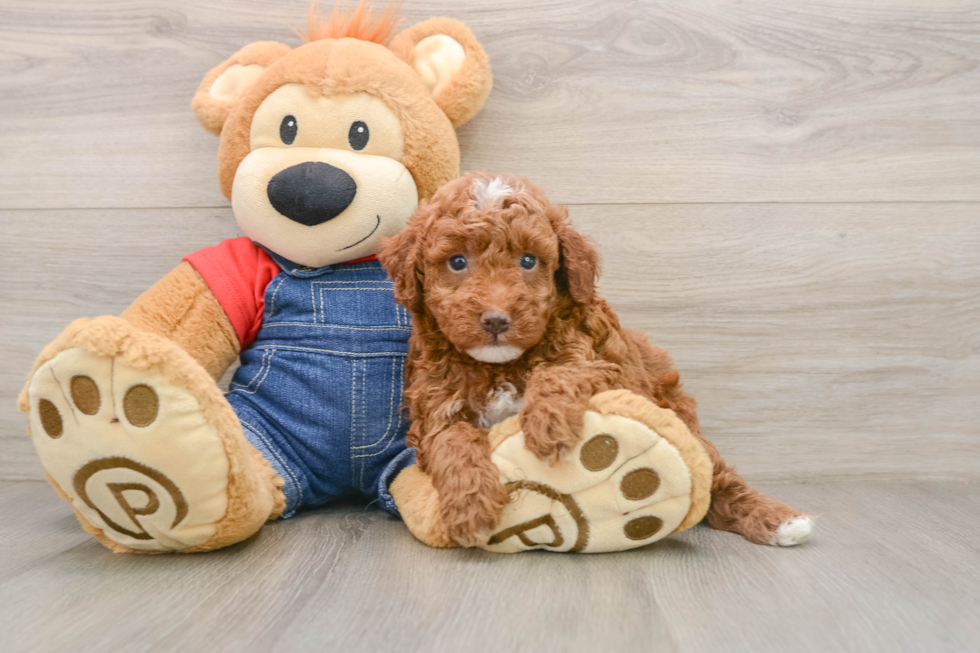Mini Irish Doodle Puppy for Adoption