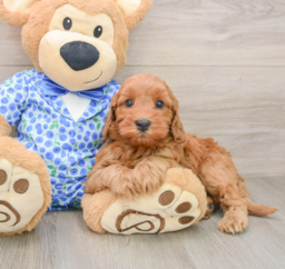 7 week old Mini Irish Doodle Puppy For Sale - Lone Star Pups