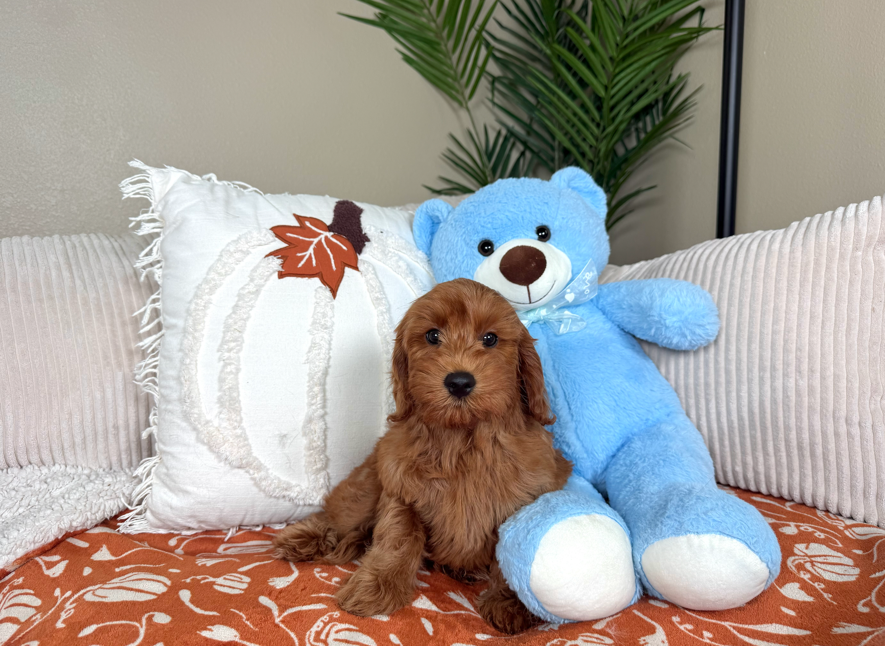 Mini Irish Doodle Pup Being Cute