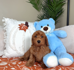 10 week old Mini Irish Doodle Puppy For Sale - Lone Star Pups
