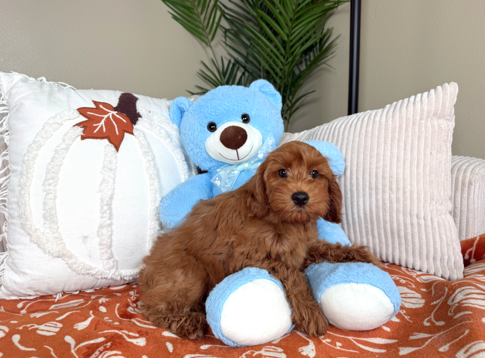 Petite Mini Irish Doodle Poodle Mix Pup