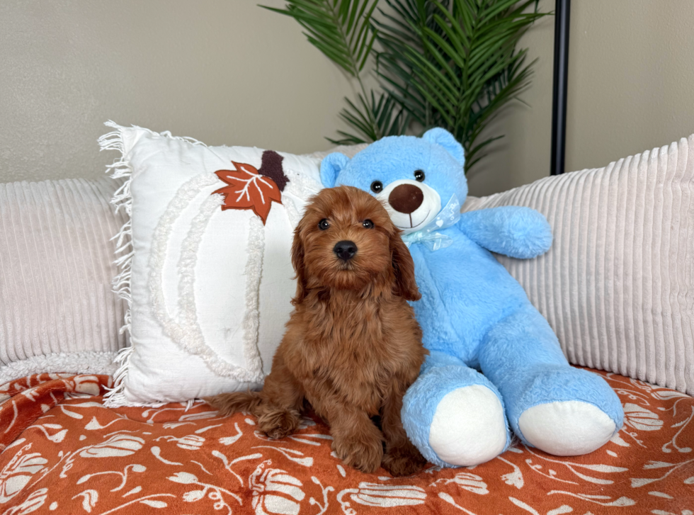 Hypoallergenic Irish Poodle Poodle Mix Puppy