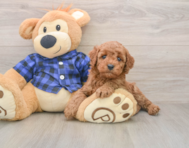 6 week old Mini Irish Doodle Puppy For Sale - Lone Star Pups