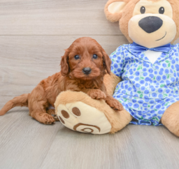 7 week old Mini Irish Doodle Puppy For Sale - Lone Star Pups