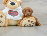 5 week old Mini Irish Doodle Puppy For Sale - Lone Star Pups