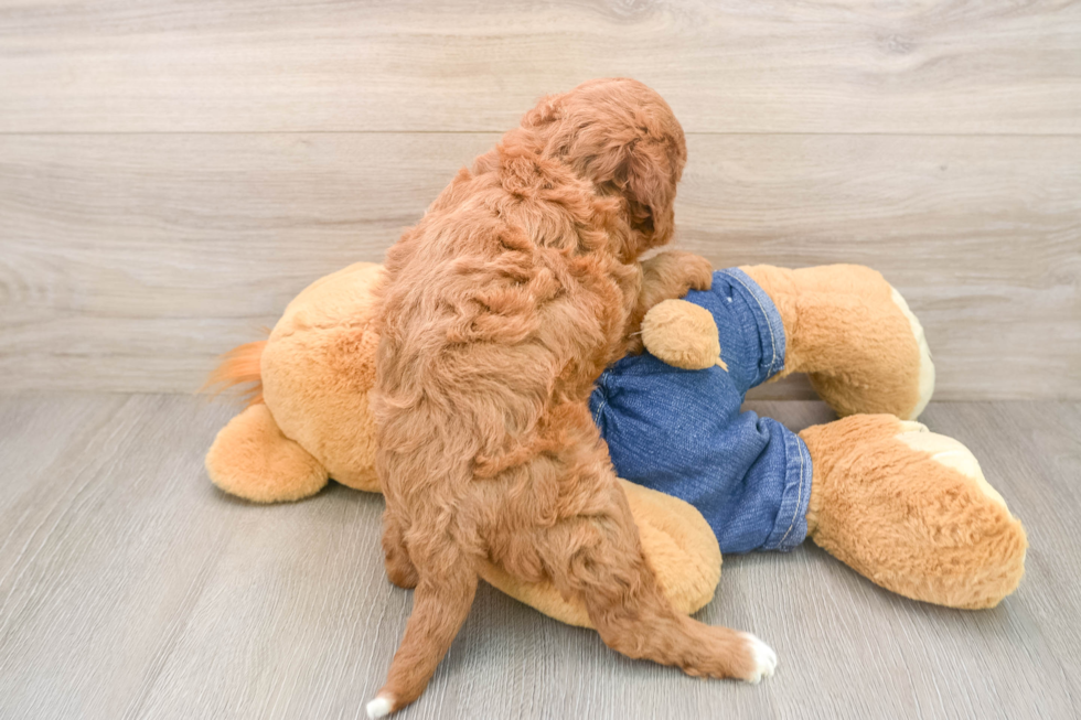 Mini Irish Doodle Pup Being Cute
