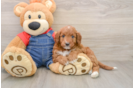 Mini Irish Doodle Puppy for Adoption