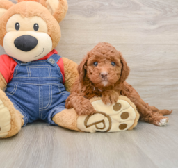6 week old Mini Irish Doodle Puppy For Sale - Lone Star Pups