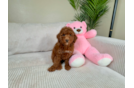 Sweet Mini Irish Doodle Baby