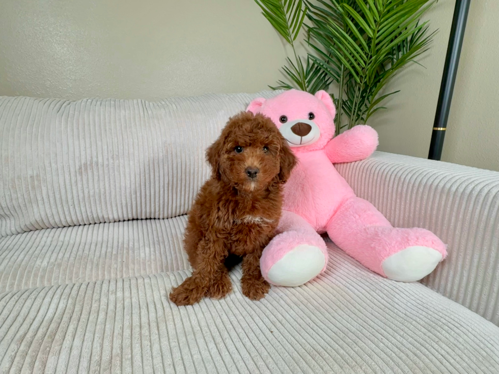 Sweet Mini Irish Doodle Baby
