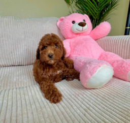 9 week old Mini Irish Doodle Puppy For Sale - Lone Star Pups