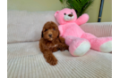 Mini Irish Doodle Puppy for Adoption