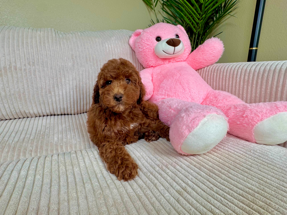 Mini Irish Doodle Puppy for Adoption